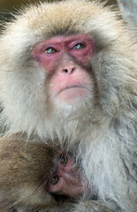 Japanese macaque and cub. Close up portrait. The Japanese macaque ( Scientific name: Macaca fuscata), also known as the snow monkey. Natural habitat, winter season.
