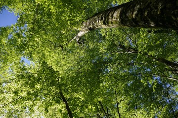 《十二湖の四季（ブナの原生林）》青森県深浦町