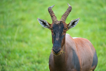 Naklejka na ściany i meble Topi antelope in the grassland of Kenya's savannah