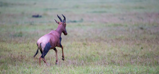 Topi antelope in the grassland of Kenya's savannah