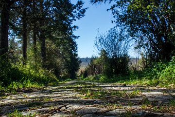 pavement road in the forest