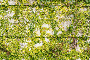 Fototapeta premium texture of green creeping plant in the park