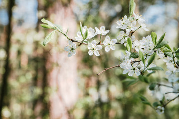 Cherry blossoms growing outdoors under a Sunny blue sky on a flower bed in a colorful seasonal garden