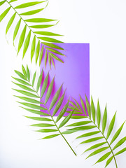 Tropical palm leaves on lilac and purple background. Minimal concept. Summer in style. Palm leaf. Tropical plants. Flat lay.