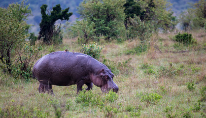 A hippo is walking in the savannah