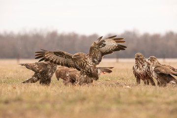 Buzzard, Buteo buteo