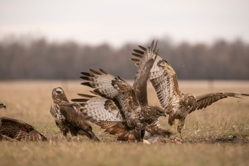 Buzzard, Buteo buteo