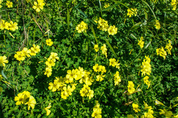 flowers of large-flowered evening primrose