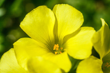 flowers of large-flowered evening primrose