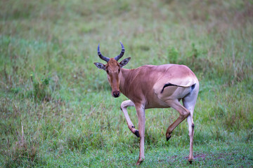 Topi antelope in the grassland of Kenya's savannah