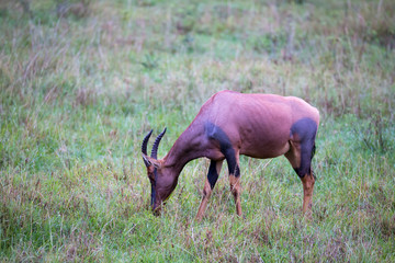 Topi antelope in the grassland of Kenya's savannah