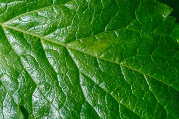 macro photo of a tree leaf