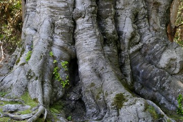 《十二湖の四季（まほろばのブナ）》青森県深浦町