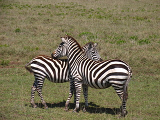 Fototapeta na wymiar Zebra in der Serengeti