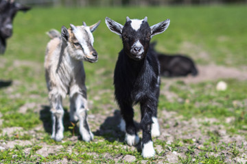 cute baby goats