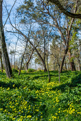 Fototapeta na wymiar Forest full of arge-flowered evening primroses in spring