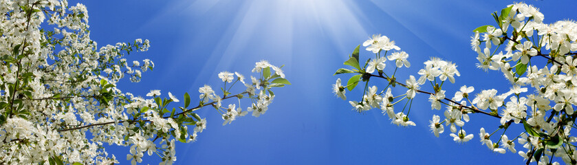 image of a blossoming tree in the spring garden