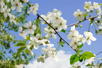 image of a blossoming tree in the spring garden