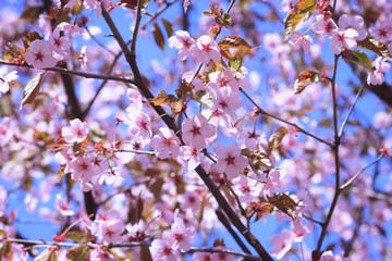 Sakura