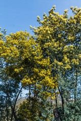 a tree of mimosa