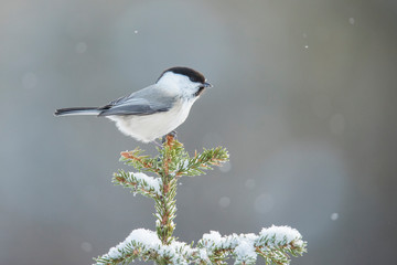 Fototapeta premium Marsh Tit, Poecile palustris