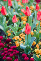 Tulips on a Flowerbed