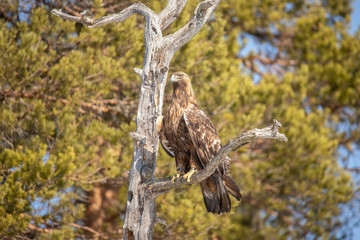 Golden Eagle,  Accipitriformes