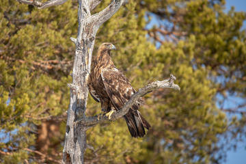 Golden Eagle,  Accipitriformes