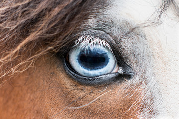 blue eye of a horse