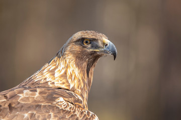 Golden Eagle,  Accipitriformes