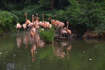 pink flamingos in the lake