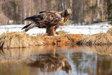 Golden Eagle,  Accipitriformes