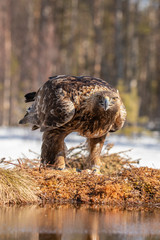 Golden Eagle,  Accipitriformes