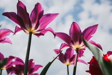 Fototapeta premium Beautiful Botanical background of spring tulips in bright colors growing outdoors under the Sunny blue sky on a flower bed in a colorful seasonal garden