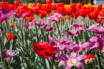 Beautiful Botanical background of spring tulips in bright colors growing outdoors under the Sunny blue sky on a flower bed in a colorful seasonal garden