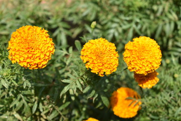 Marigold flowers