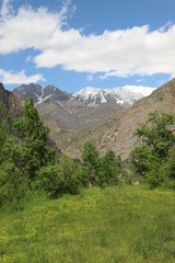 Beautiful tulip flower and green leaf background in the garden at sunny summer or spring day.