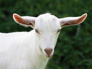 Fototapeta premium Cute Baby Goat