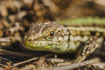 Portrait of a small green lizard in dry grass. Macro shot.