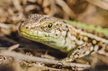 Portrait of a small green lizard in dry grass. Macro shot.