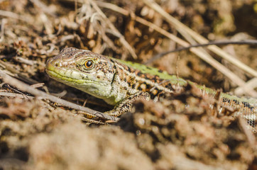 Portrait of a small green lizard in dry grass. Macro shot.