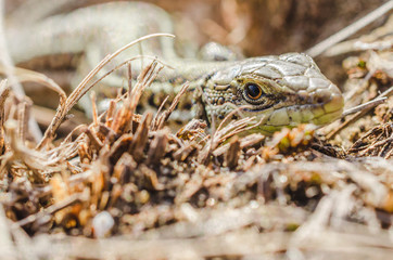 Portrait of a small green lizard in dry grass. Macro shot.