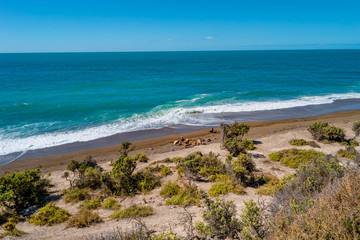 Fototapeta na wymiar Beautiful Atlantic Ocean coastline in peninsula Valdes Patagonia with colony sealions, Argentina