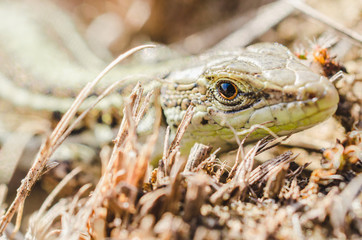 Portrait of a small green lizard in dry grass. Macro shot.