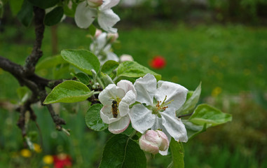 Apple flowers after rain, close-up