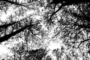 Baumkronen monochrom und abstrakt