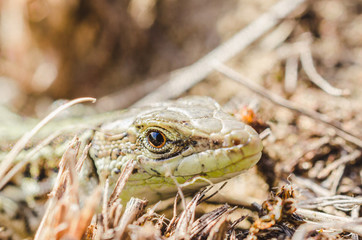 Portrait of a small green lizard in dry grass. Macro shot.