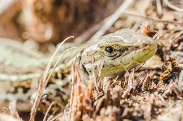 Portrait of a small green lizard in dry grass. Macro shot.