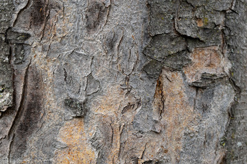Background, bark of a tree