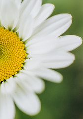 flower chamomile white petals daisy pollen blur